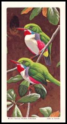 64BBTB 23 Cuban Tody.jpg